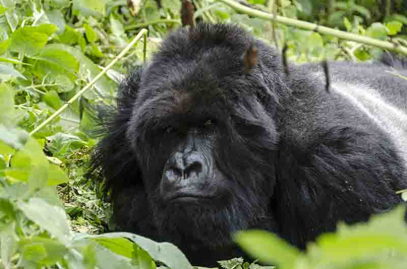 18 - Gorila - selva de Virunga - parque nacional de los volcanes - Ruanda